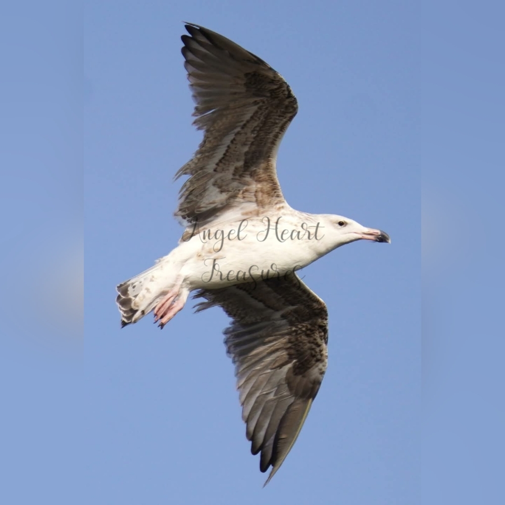 5x7 Original Nature Photography Of Sea Gull & Blue Skies At The Beach Pr…